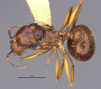Media type: image;   Entomology 20599 Aspect: habitus dorsal